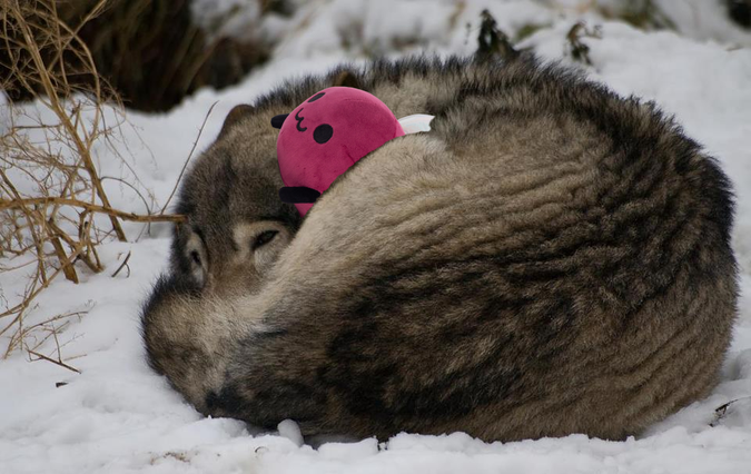 Photo of a wolf in the snow curled up in a ball with the Eggbug plushie snuggled inside its curl