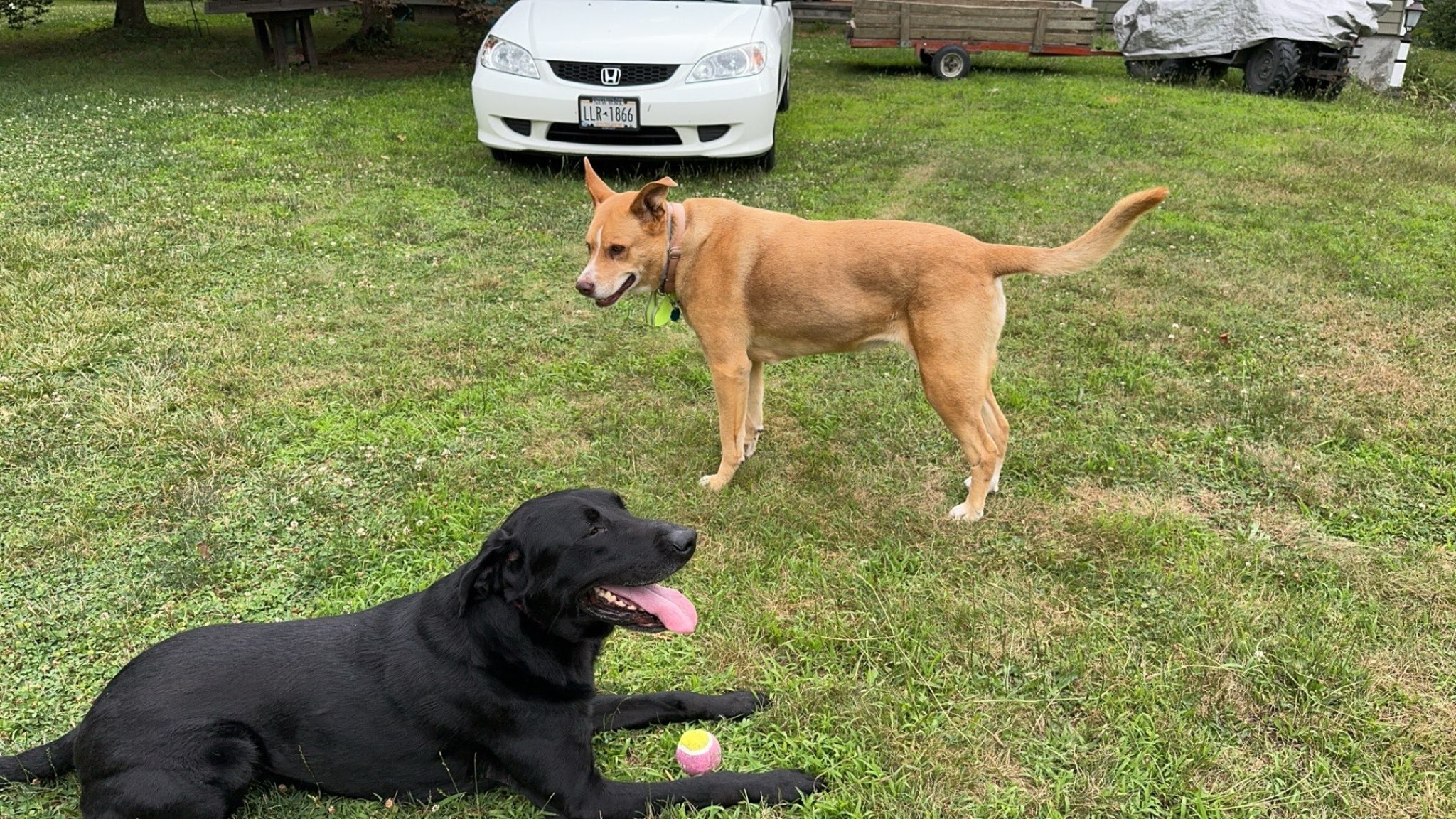 A photo of a black lab named Cooper laying down on grass panting, looking happy, with another dog that is tannish named Lucky standing and looking at Cooper