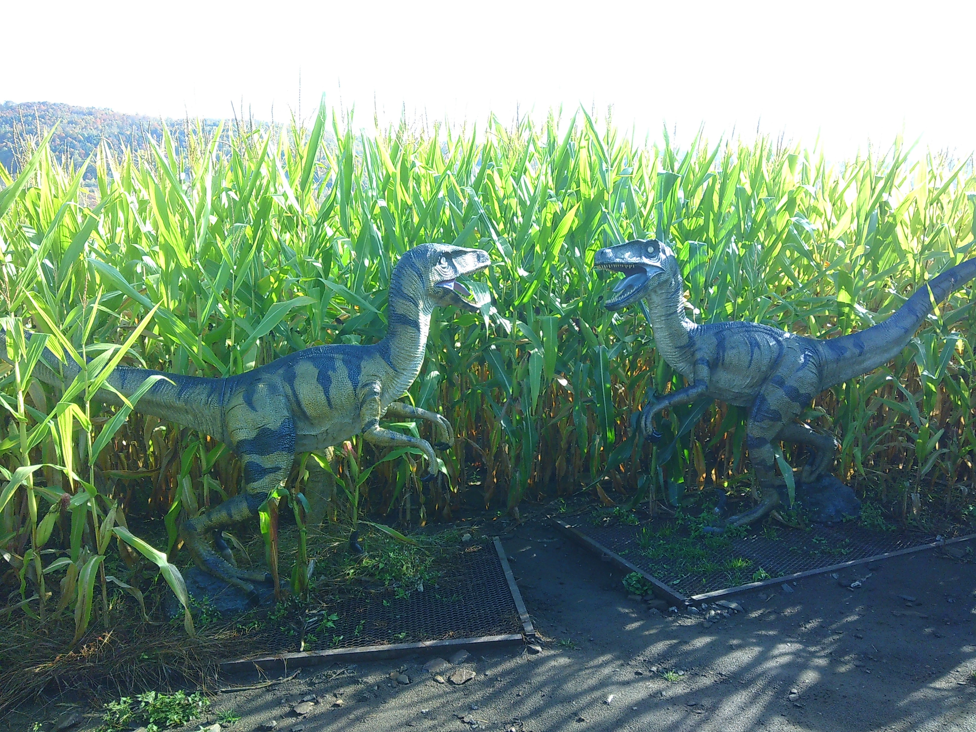 Photo of two statues of velociraptors rawring at each other in a corn maze