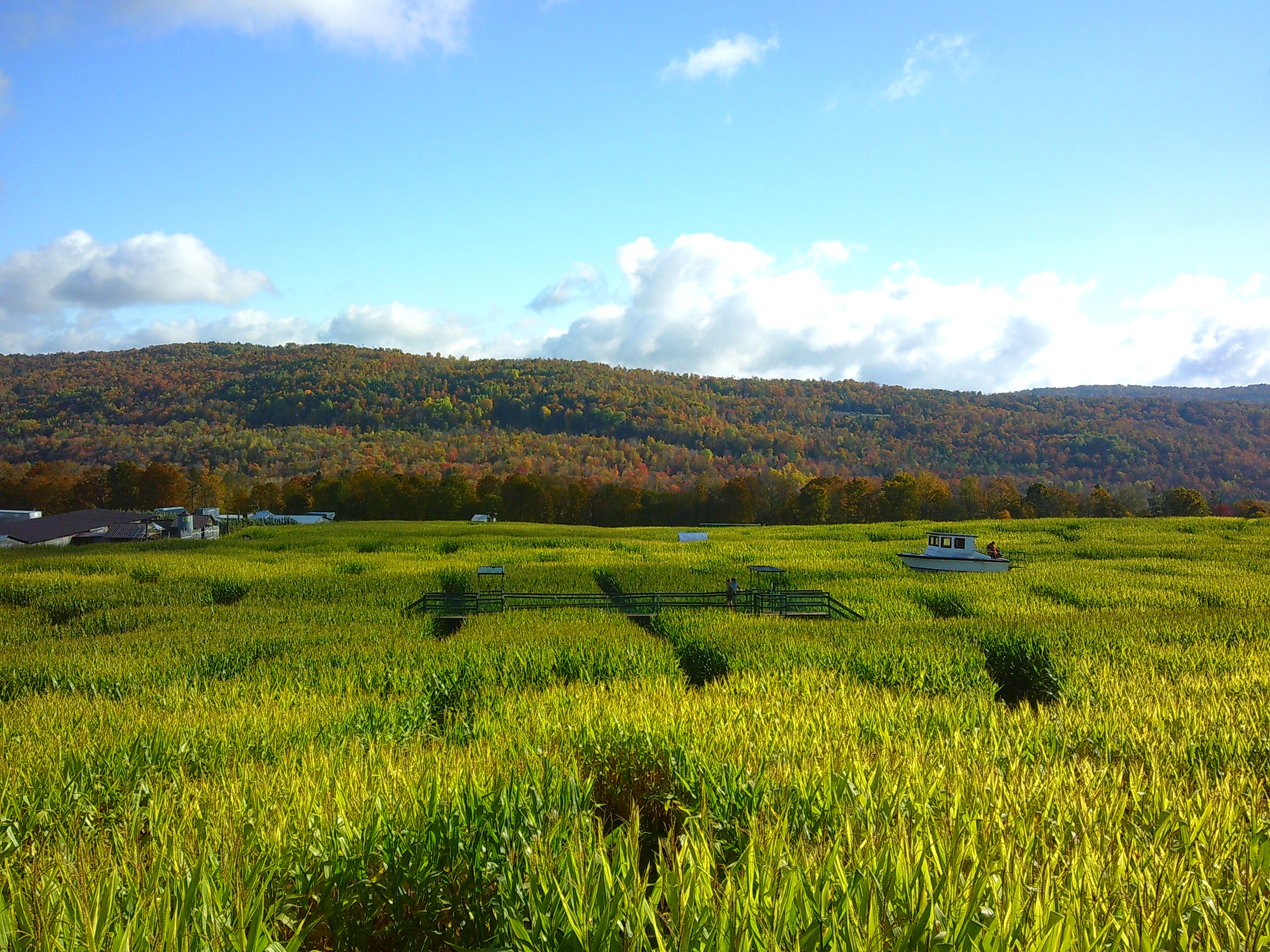 Photo from a raised bridge of a field of corn. You can see another bridge in the distance, as well as a boat in the corn