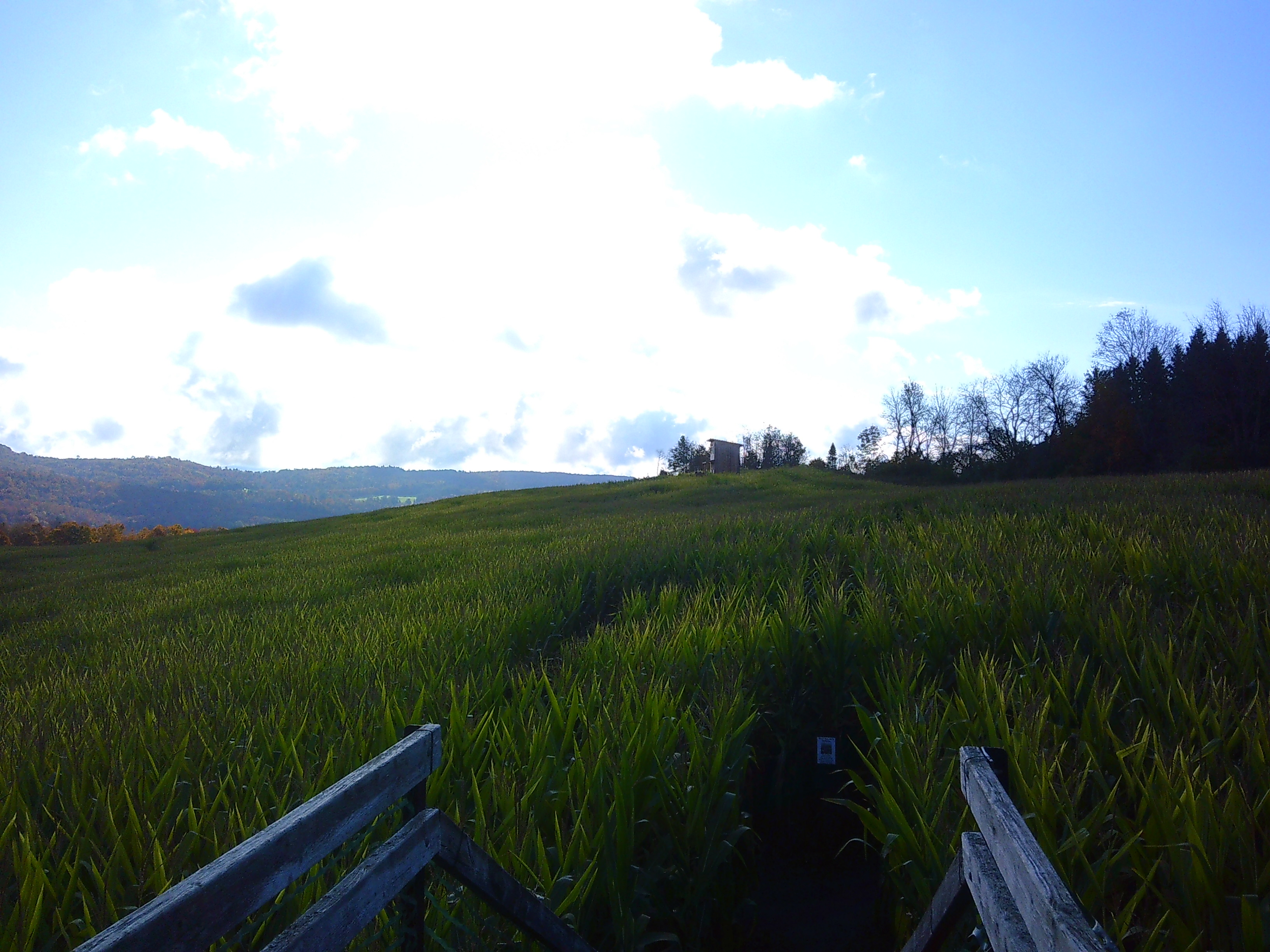 Photo from a raised bridge where you can see a field of corn and a building in the distance