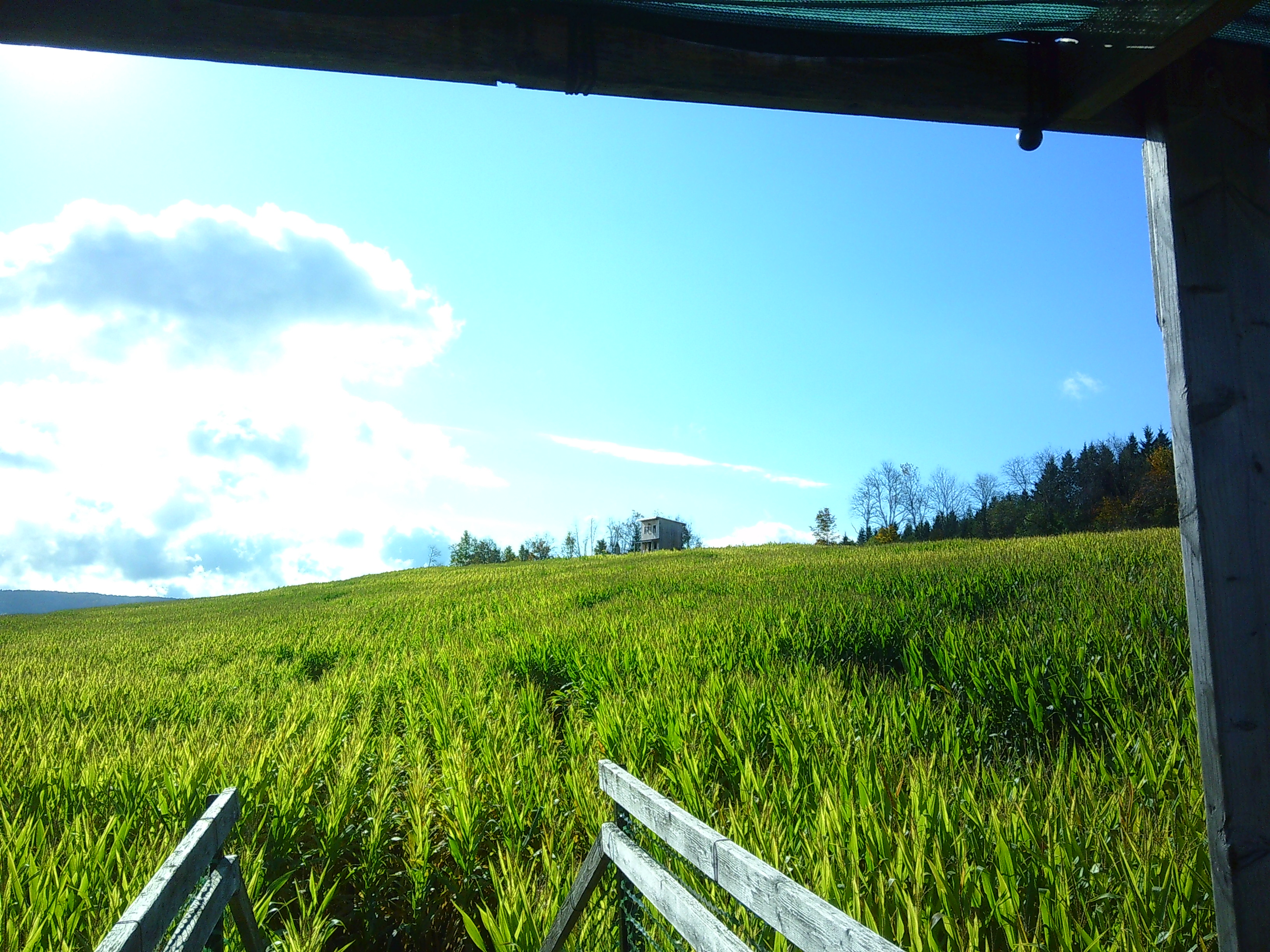 Photo from a raised bridge of a sea of corn and a building in the distance