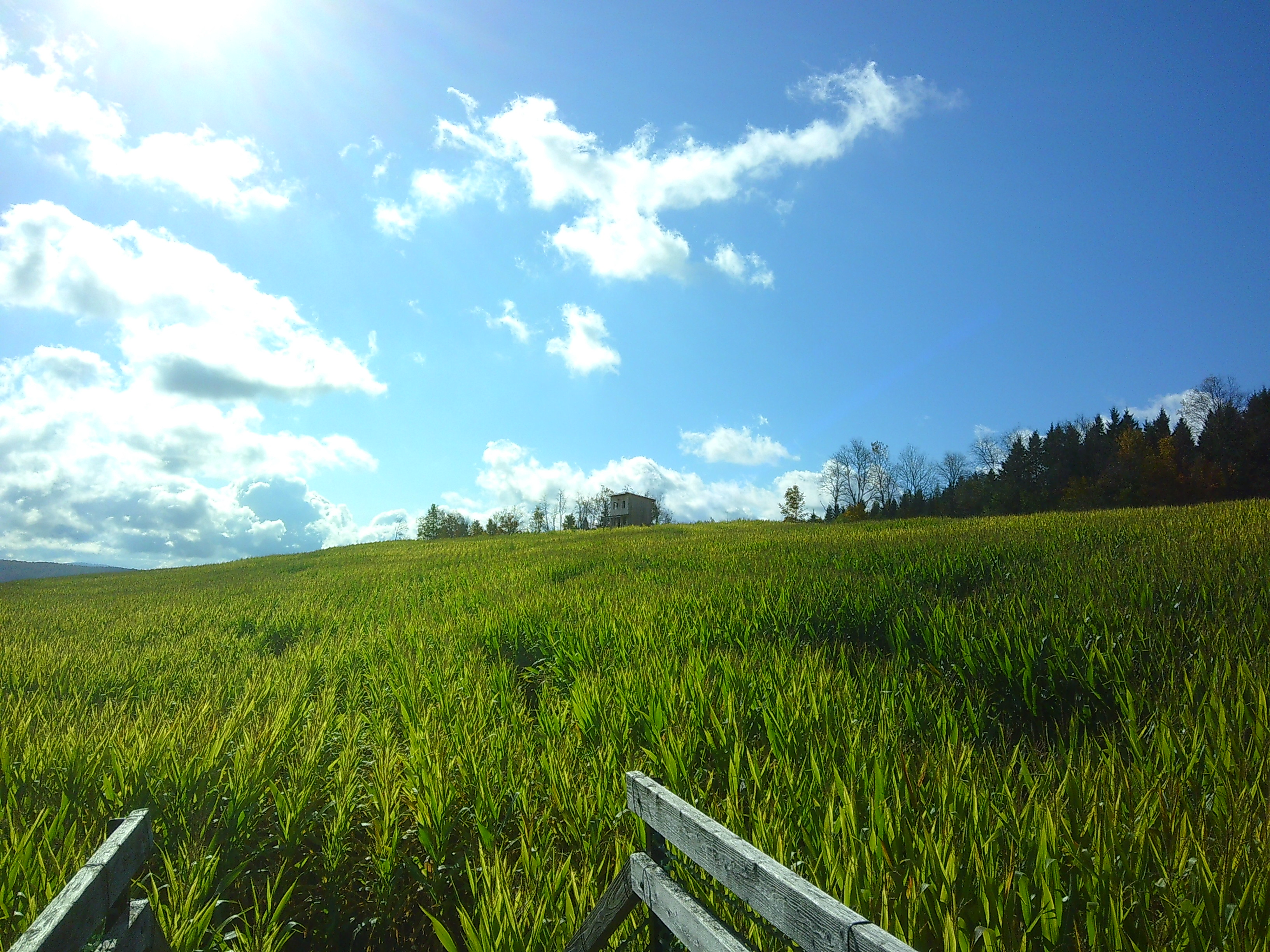 Photo of a building off in the distance through a sea of corn