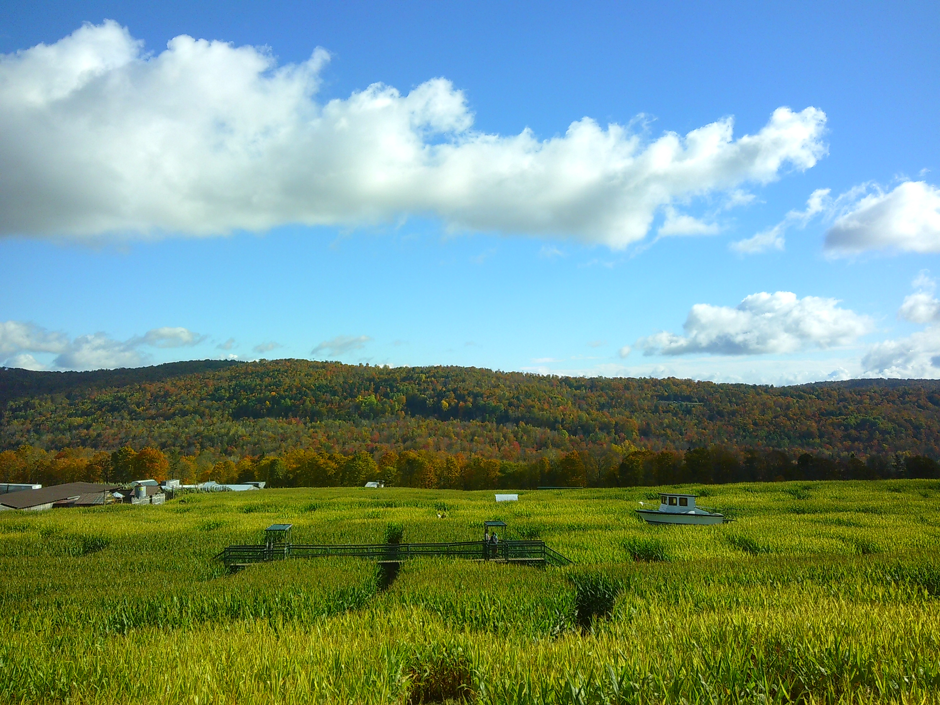 Photo of a sea of Corn. you can see a bridge a little ways away, as well as a boat, and some other out buildings