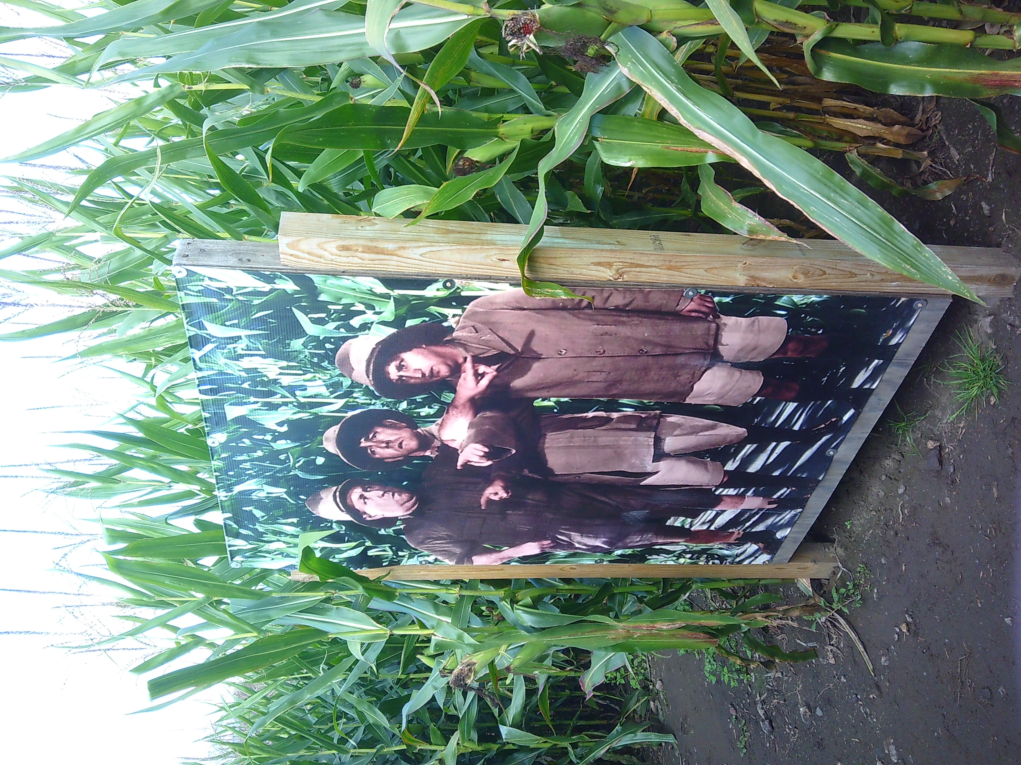 Photo of a poster of the three stooges, Moe, Curly, and Larry in the corn maze