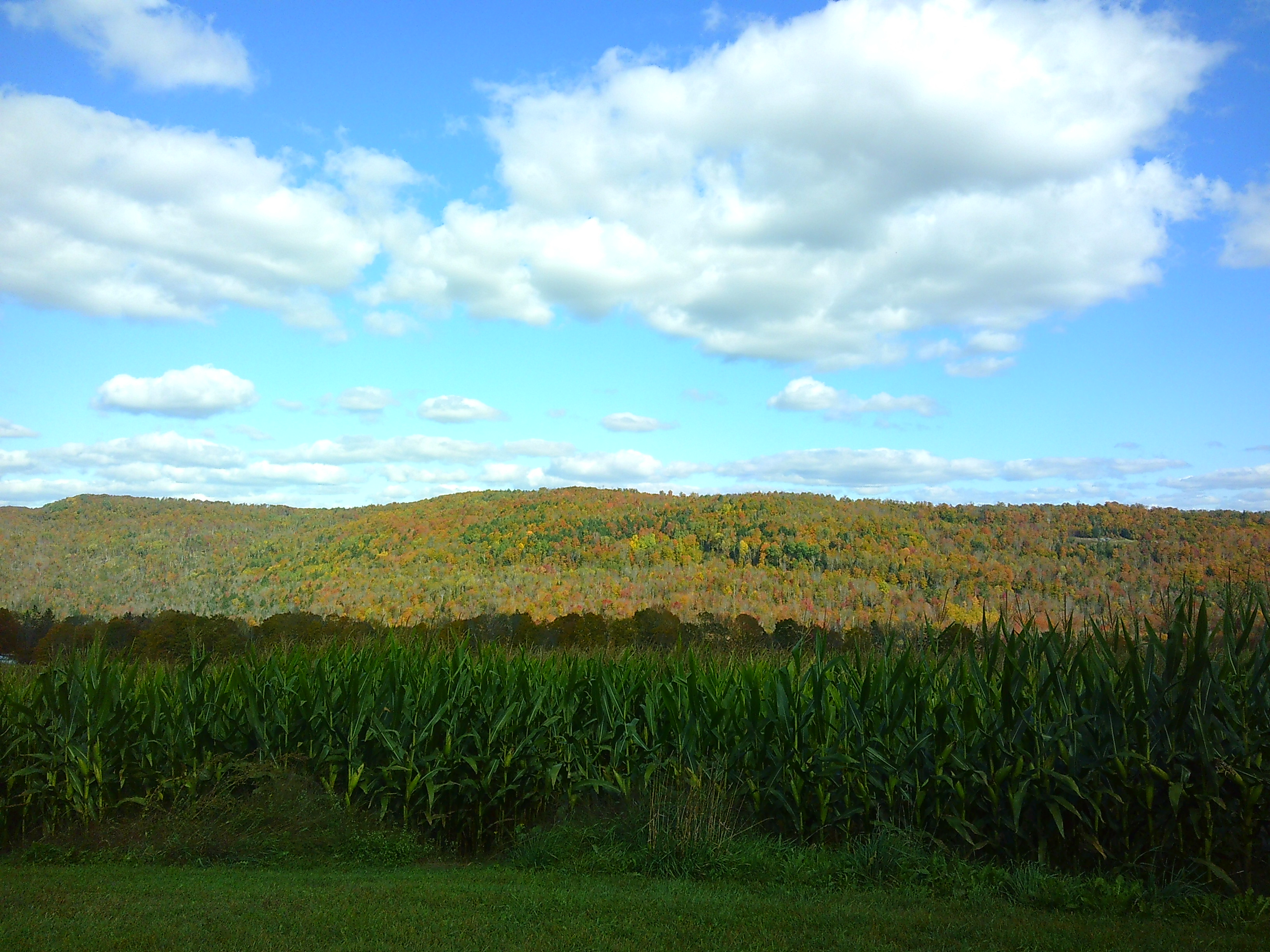 Photo of a Vermont mountain from the corn maze. You can see most of the trees are changing color for the incoming fall