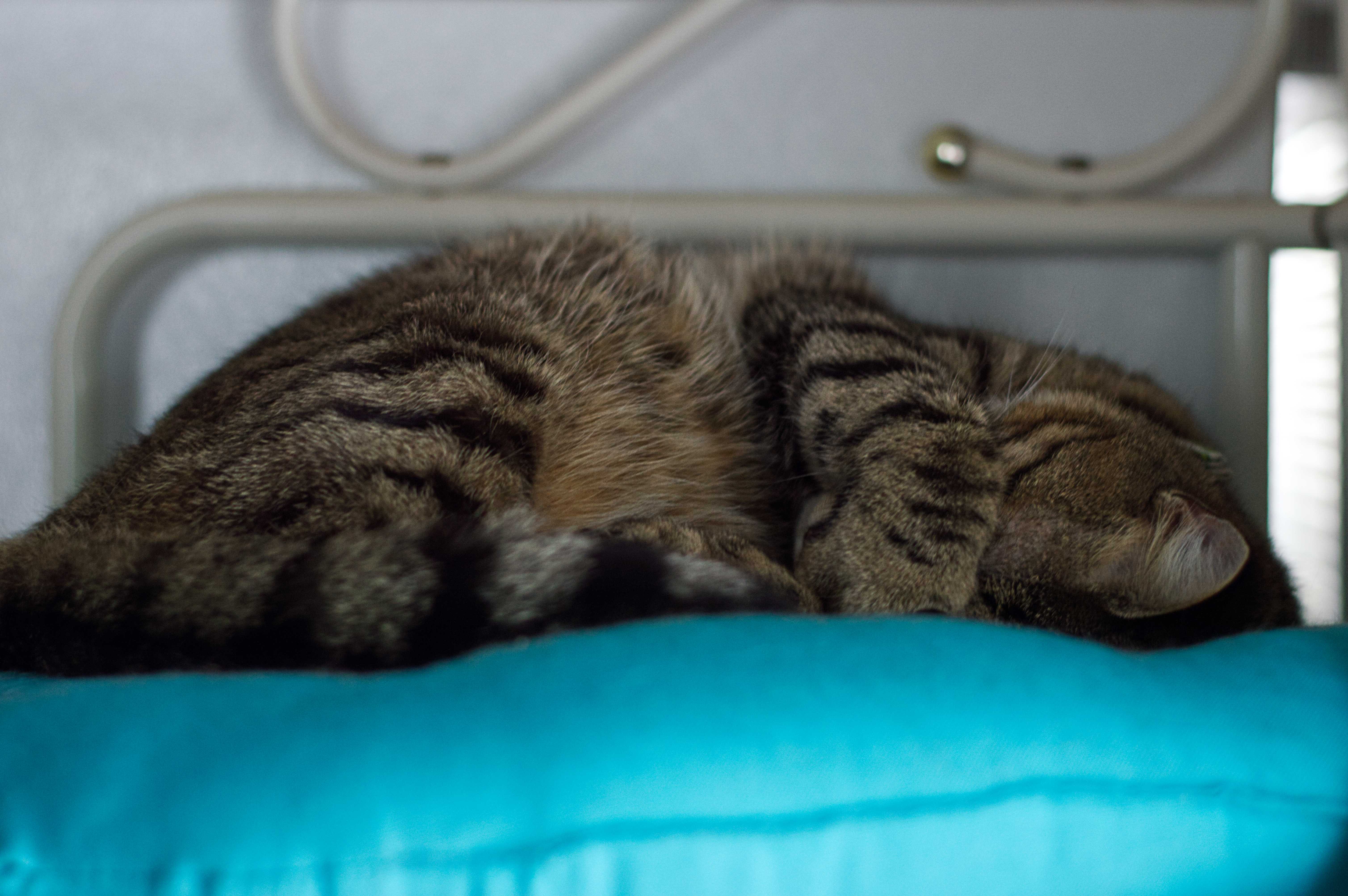 photo of a napping brown cat with black stripes on a blue pillow