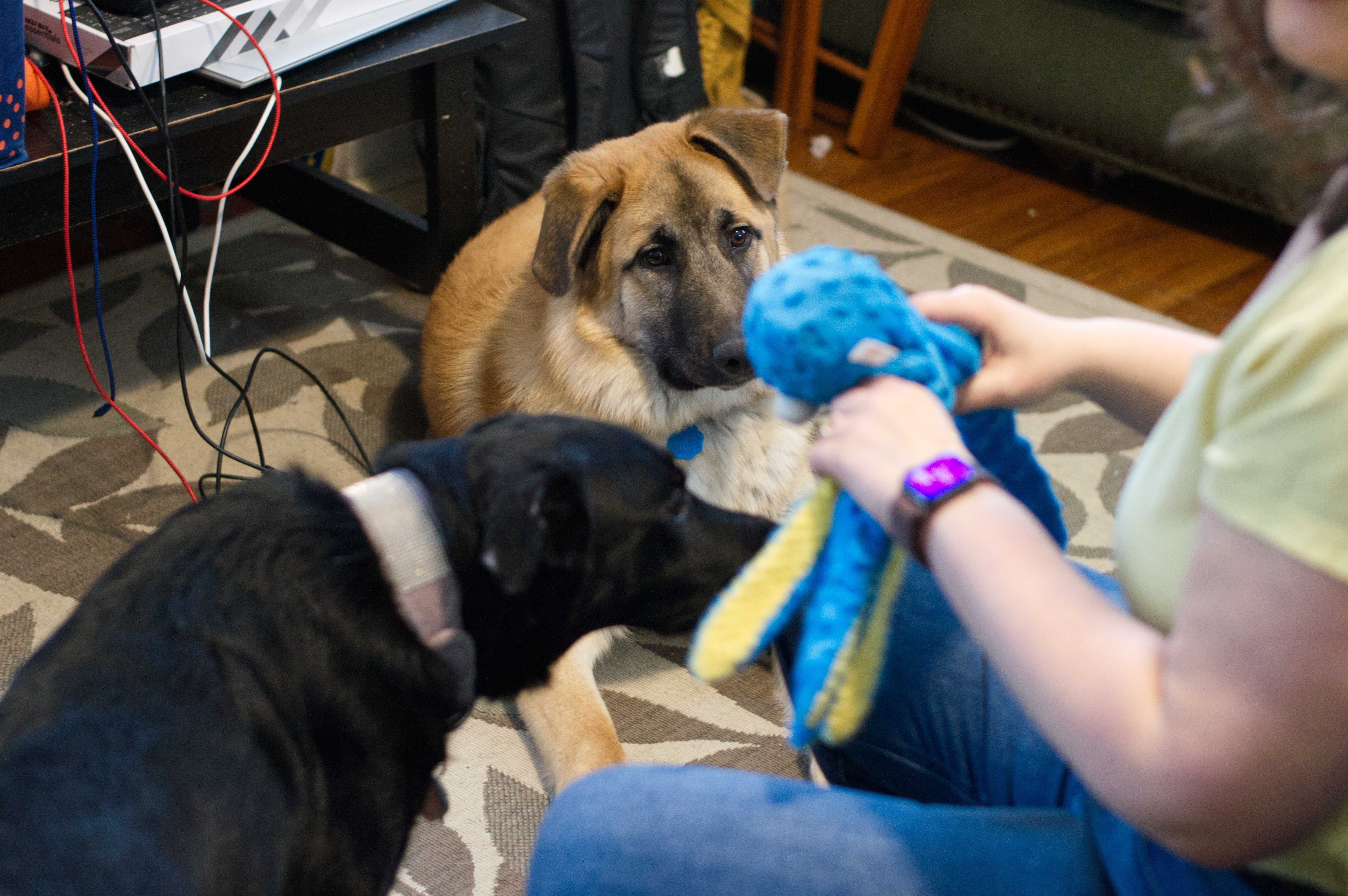 Photo of Michelle holding a dog toy, a brown german shepherd mix dog named Jaeger looking at the dog toy while laying down, and another black dog Midna sniffing Michelle's knee