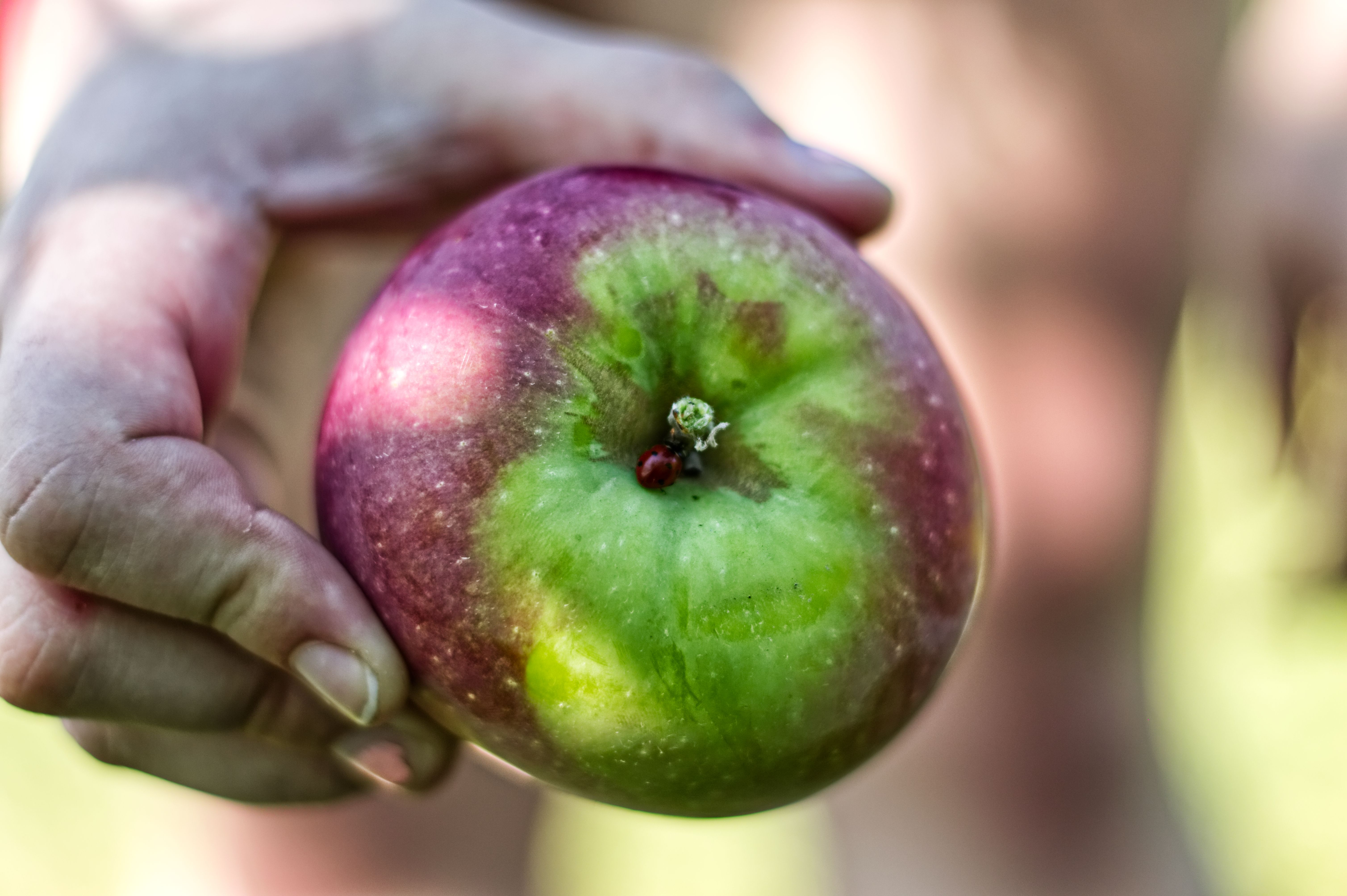 A super close up of a hand holding an apple, pointing the top towards the camera. There is a ladybug near the stem