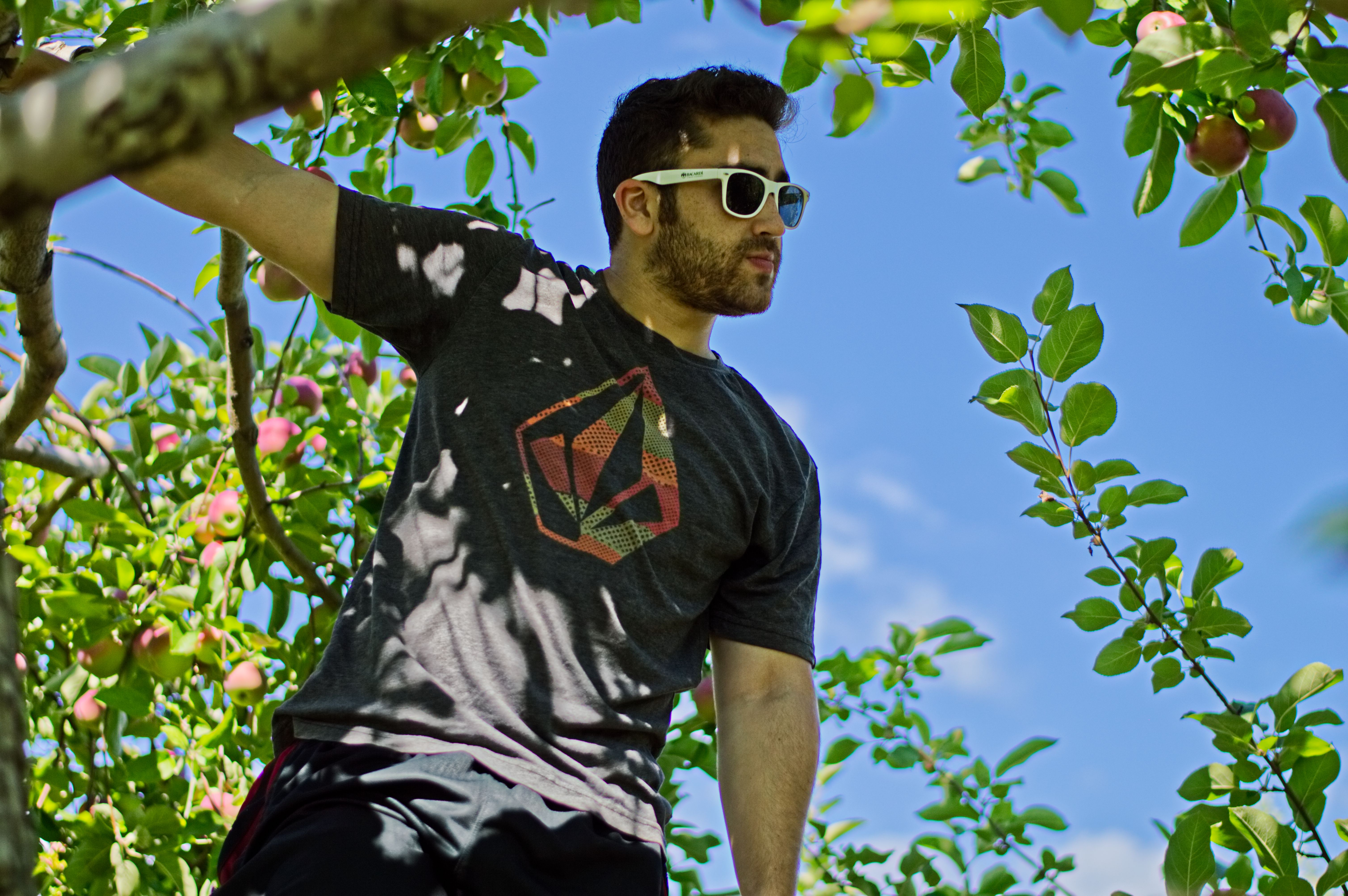 a man hanging out of an apple tree by one arm. He's wearing sunglasses and looking off to the right