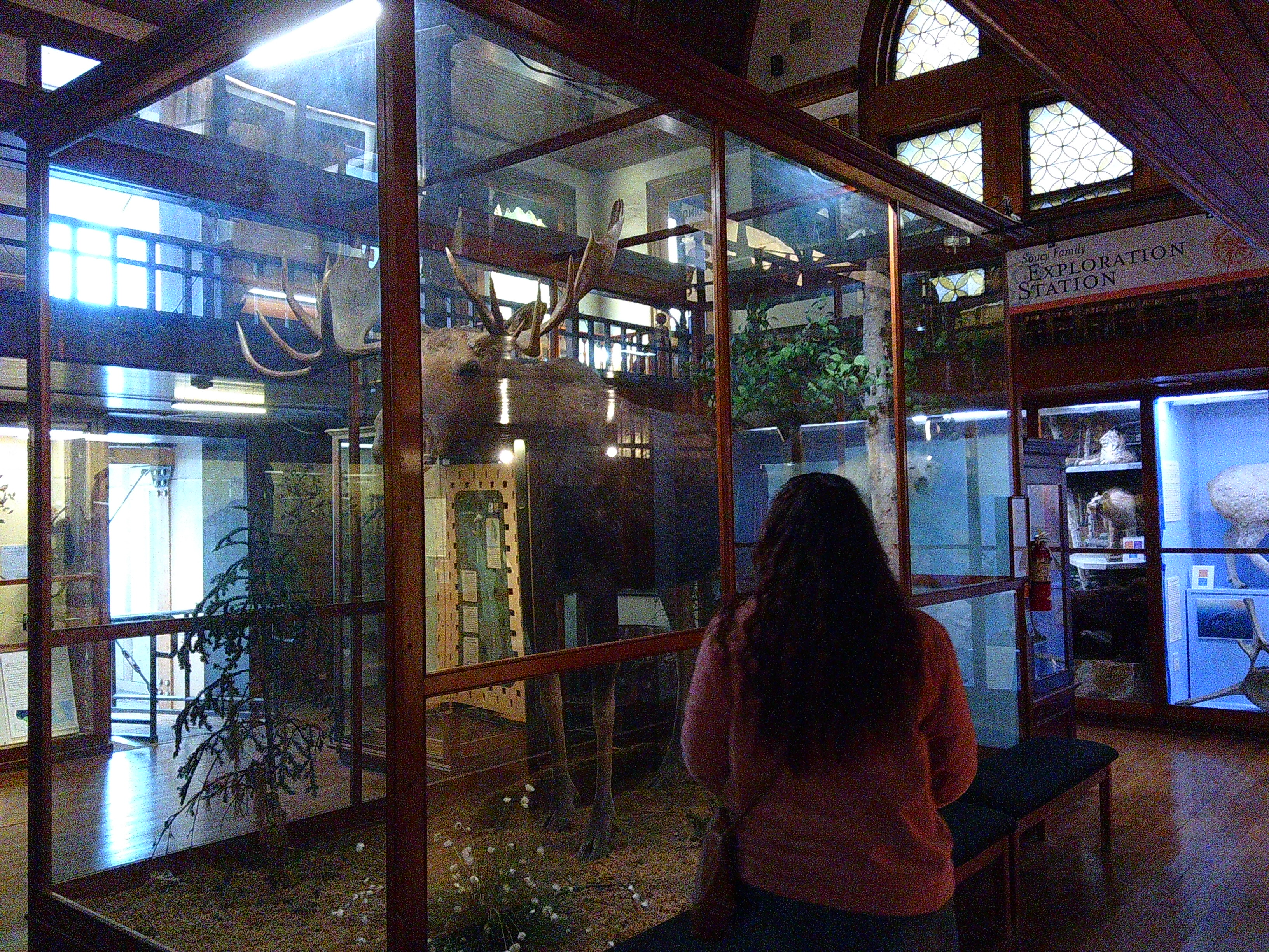 Inside shot of woman looking at a taxidermy moose behind glass